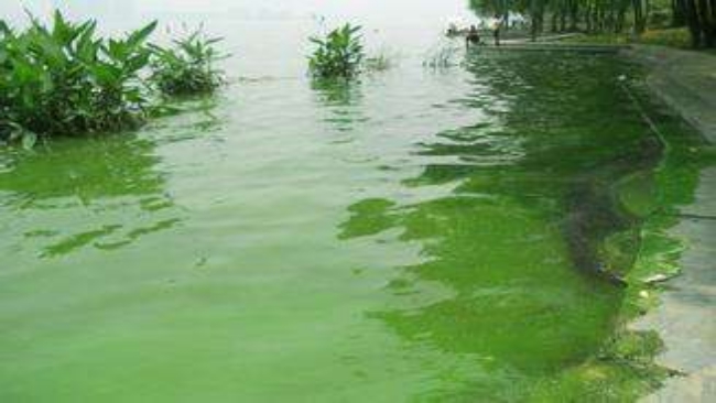 超磁分离工艺治理蓝藻与水华-苏州必源环保